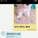 고전) 강아지 사진 하나 보낼때마다 막걸리 1병 이미지