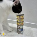 캔두코리아 | 고양이 주식캔 퍼시캣 파테 무스 슈레드 제형별 급여 후기