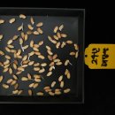 햇빛(구.인재) | 올해의 K-스타트업을 찾습니다! / 올해 볍씨는 꼭! 이렇게 소독·육묘 하세요 / 국립산림과학원, ‘내...