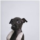 예은켄넬 이미지