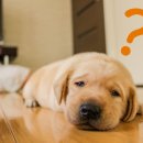 진석범동물병원 이미지