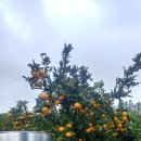 완전농장 이미지