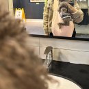 초코네 애견샵 | 🚙초코의 가족여행🚙 주문진 애견동반 펜션, ‘고즈넉한 주문 펜션’ 방문 후기🌊