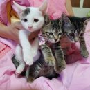 770회 로또 당첨 예상번호 올려 드려요^^ 이미지