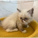 도그마루 이미지