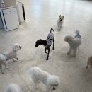 월스트리트 애견유치원 이미지