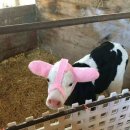 한우사육사 이미지