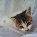 응봉농장 이미지