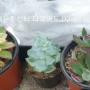 아트다육