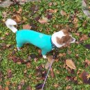 (주)펫꼬뺑이 | 만다린브라더스 스킨 타이트 수트 올인원민트 컬러 착용 후기