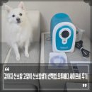 메디오투한방병원 | 강아지 산소방 고양이 산소발생기 선택법, 산소호흡기 관리와 오투메디 세이프비 후기