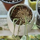 새순 | 호야 리네아리스 키우기｜줄기 컷팅과 번식으로 새순 자란 후기