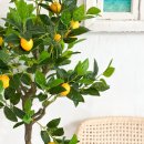 이수사랑약국 이미지