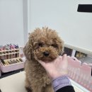 꽃보라미용실 이미지