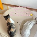 동그라미펫 이미지