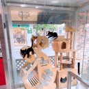 브라운동물병원 이미지