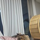 클라운지대구동구 | 신생아홈캠 추천｜헤이홈 스마트 홈카메라 Care 5MP 베이비캠 펫캠