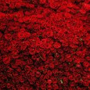 ﻿백만송이 장미 (원곡) Million Of Red Roses 이미지