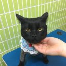 짱구와 동팔이 이미지