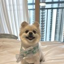 샤방하개 이미지