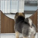 댕댕케어 이미지