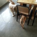 퍼피앤허니 이미지