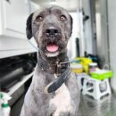 맡겨주개 이미지