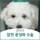 으뜸원동물병원 | 으뜸원동물병원 강아지 암컷중성화 수술