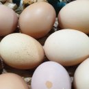 양계장농장 이미지