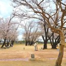 원광대학교 박물관 | 전북 익산 벚꽃명소 Best3_익산왕궁리유적, 웅포숭림사&amp;벚꽂터널, 원광대학교(2026년 3월말 만개 예상)