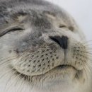 석가발 Daum카페