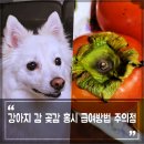 강아지 곶감 홍시 감 급여 방법, 감말랭이 단감 주의점은?