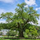 함안 영동리 회화나무 | 함안 영동리 회화나무