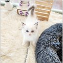 아담스펫 강아지분양 고양이분양 창원점 | 창원 아담스펫, 브리티쉬롱헤어 고양이 분양의 모든 것