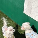 멍테소리 이미지