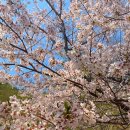 경북 가볼 만한 곳 - 인생 벚꽃 명소를 찾았다!!, 울진 월송정
