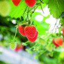 딸기 행잉수경재배 하는 상평농원 박기원 씨 이미지