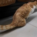 고양이를 부탁해 이미지