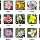 꽃의계절 이미지