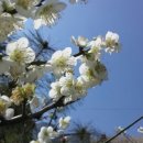 동진초교 이미지