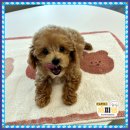 애견시선 이미지