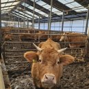 김춘식농장 이미지