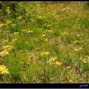 솜방망이 이미지