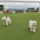 플루프 이미지