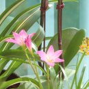 장미찻집 이미지