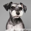 땡큐댕댕 이미지