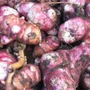 루어시(ROUXI) 이미지