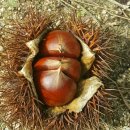 영춘농장 이미지