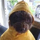 덕분에 행복하개 이미지