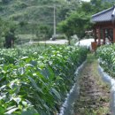 섶밭들마을 이미지